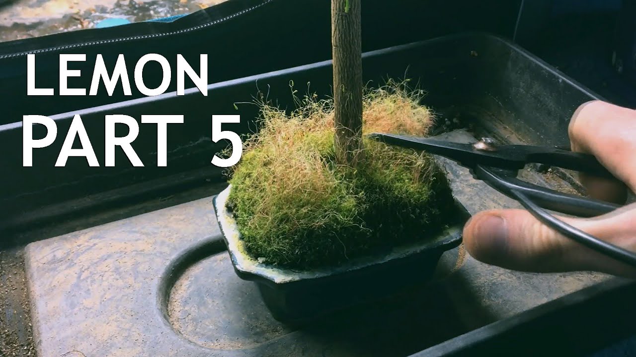 Video thumbnail for Lemon Bonsai, from seed. 5
