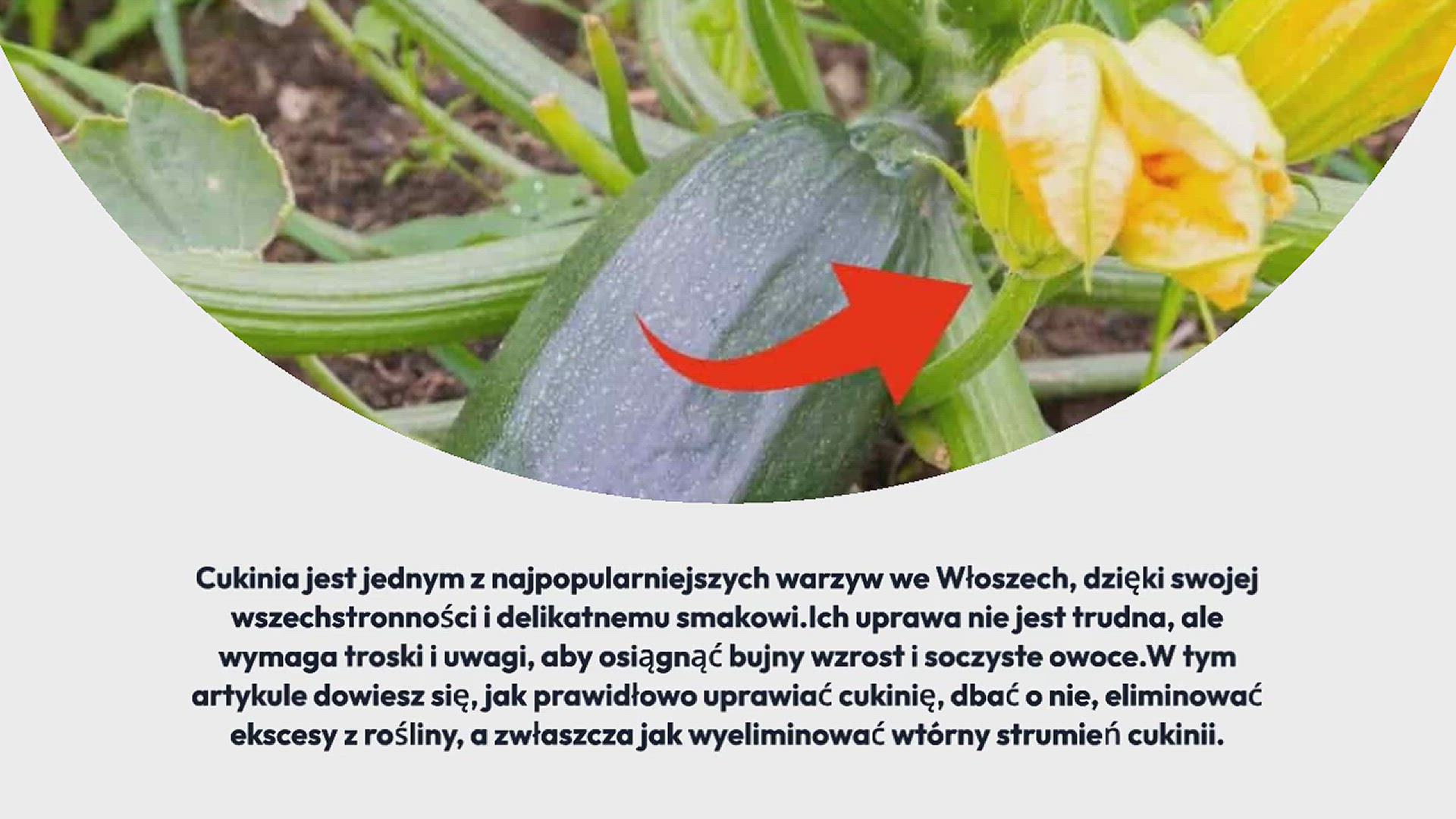 Video thumbnail for Jak wyeliminować wtórny strumień cukinii, tym ruchem robisz to od razu