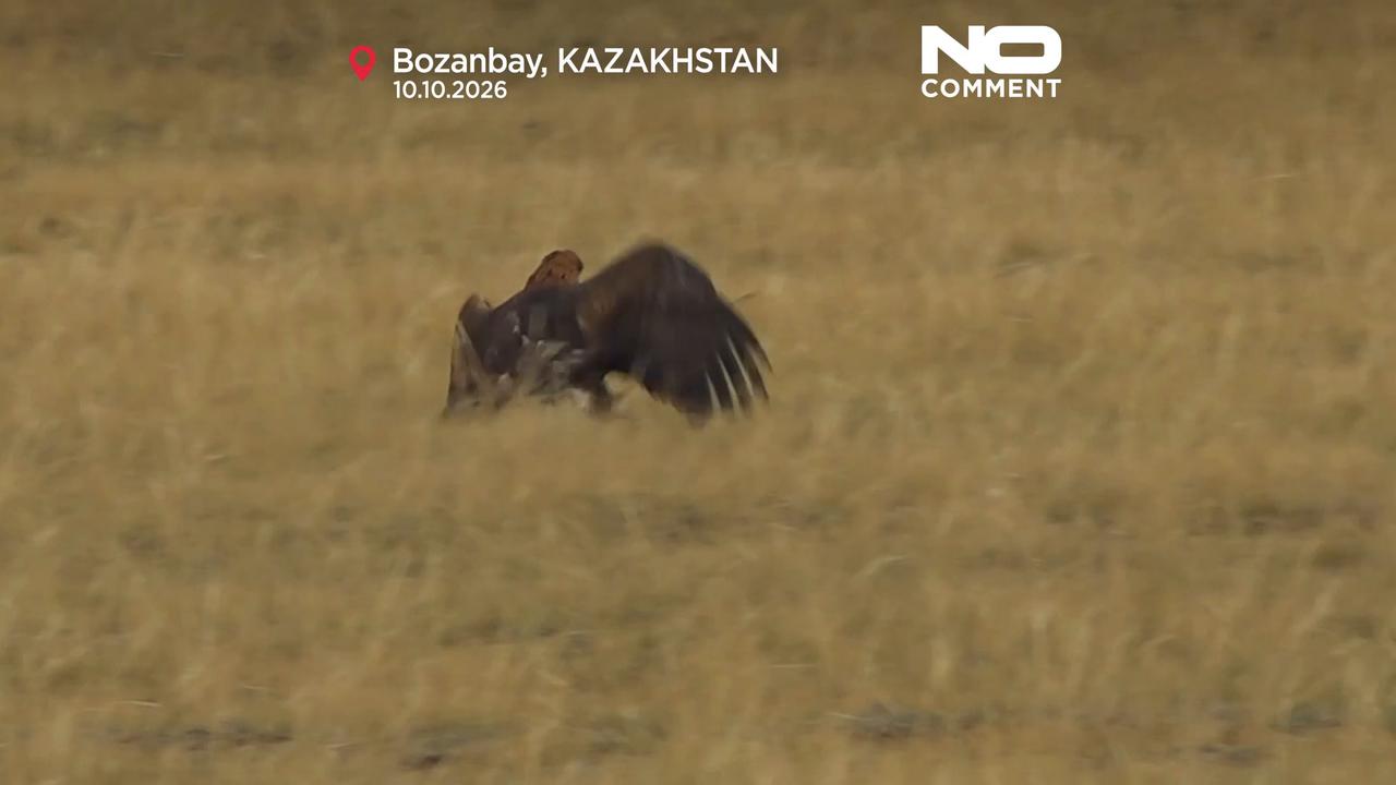 Video thumbnail for Kazakhstan’s first Open Asian Falconry Cup showcases ancient hunting heritage