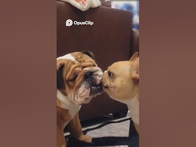 Video thumbnail for Travel Hacks for Your Dog  From Planes to Playgrounds!#funny #viral #shorts #shortvideo