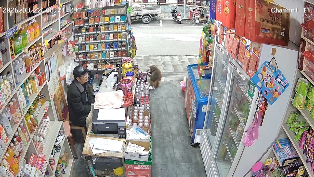 Video thumbnail for Monkey Caught Stealing Drinks in Chinese Store