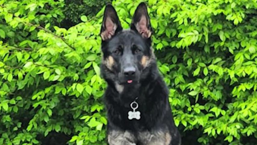 Video thumbnail for Wantagh couple seeks answers after dog dies at boarding facility