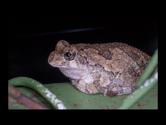 Video thumbnail for Gray Tree Frogs: Cute Climbers or Hidden Danger to Pets and People?
