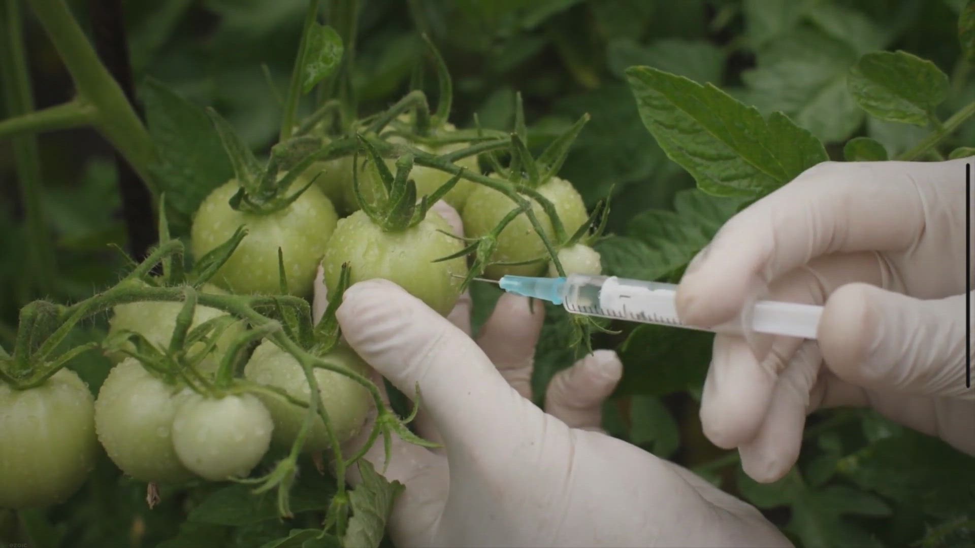 Video thumbnail for How to Grow Hydroponic Tomatoes (Kratky Method)