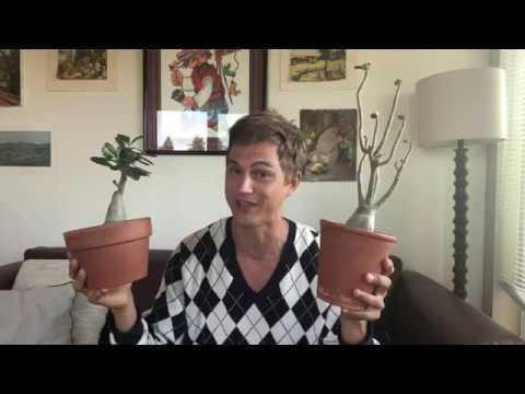 Video thumbnail for Houseplant Video: Putting houseplants outside for the Summer