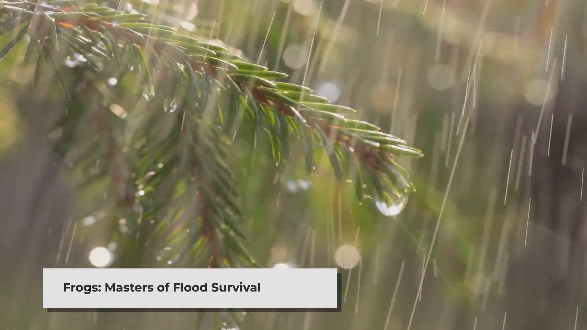 Video thumbnail for Surviving the Deluge: Unveiling the Astonishing Adaptations of Frogs