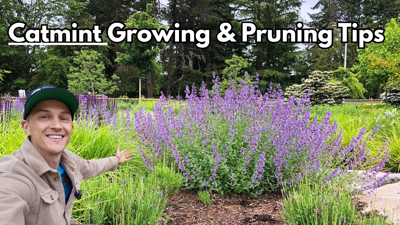 Video thumbnail for CATMINT - Growing & Pruning Tips for Maximum Flowers (Nepeta spp.)
