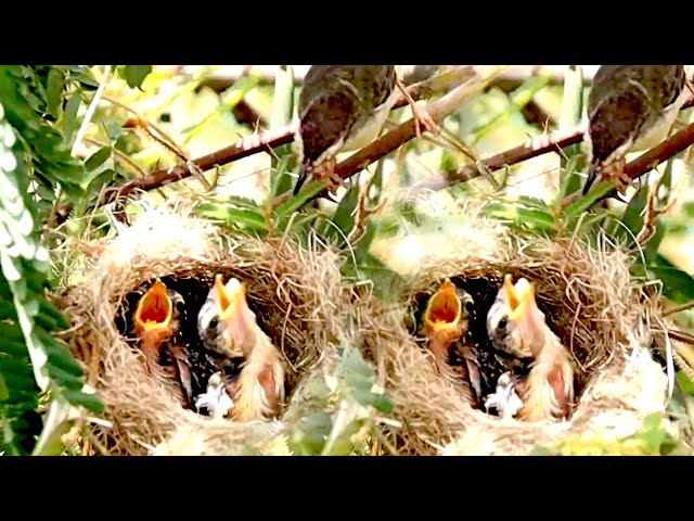 In field on grass, the baby's cuckoo bird eat food here now