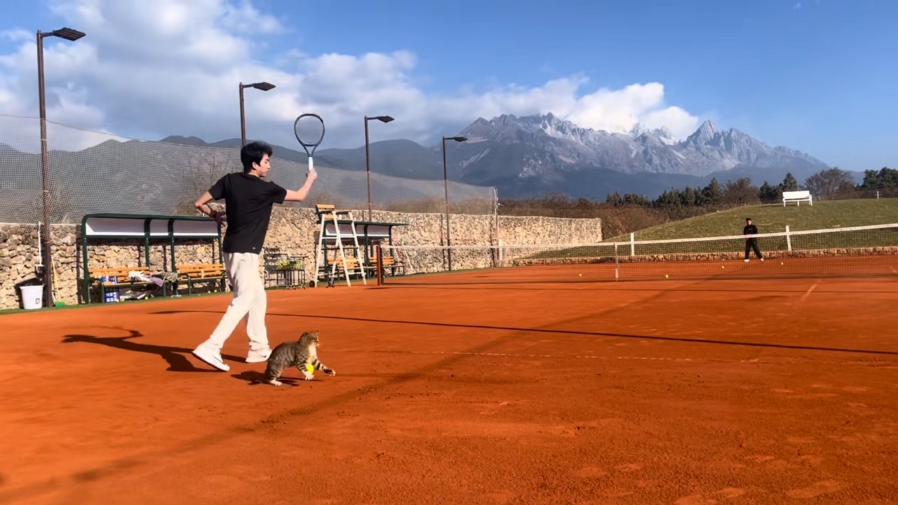 Video thumbnail for Playful Cat Snatches Tennis Ball Mid-Game in Yunnan
