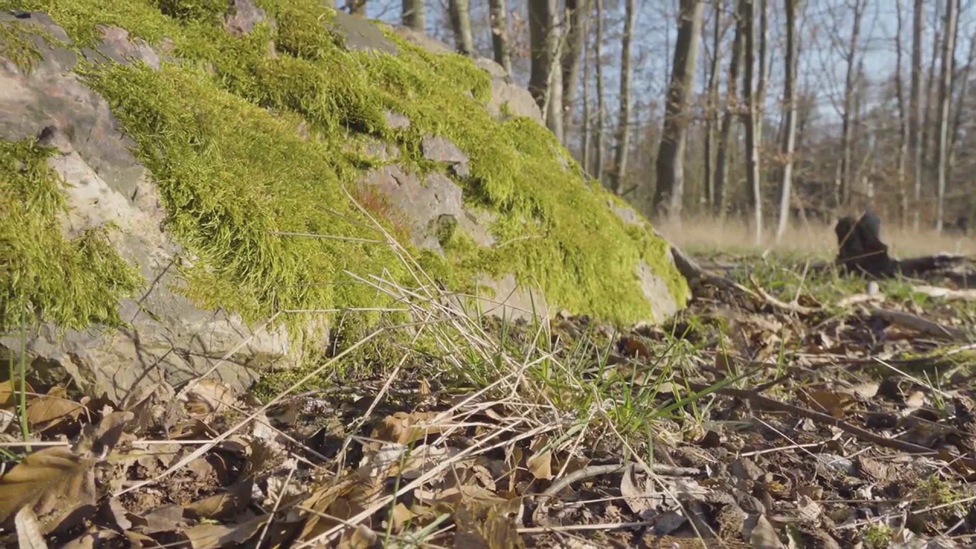 'Video thumbnail for Moss Garden Ideas'
