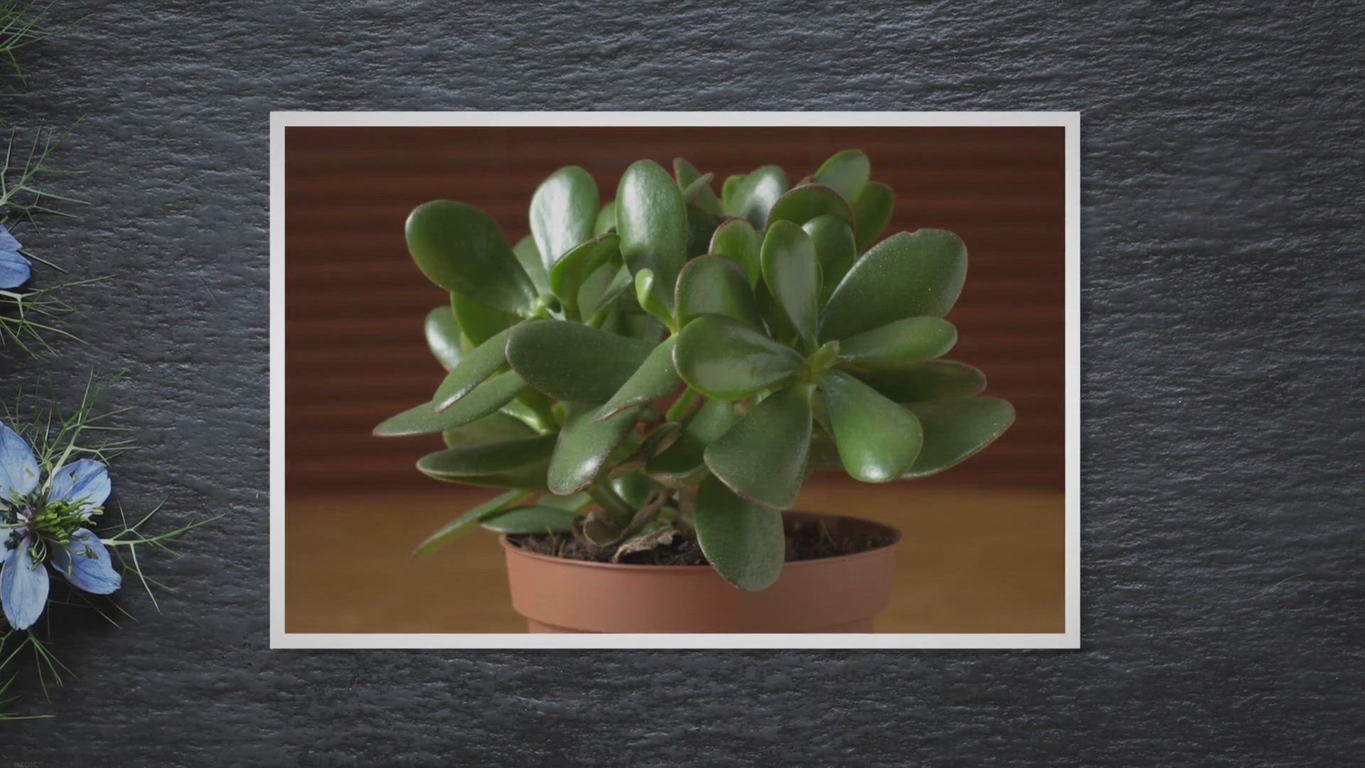 'Video thumbnail for Jade Plant Care: Nurture Your Money Plant for Good Luck'