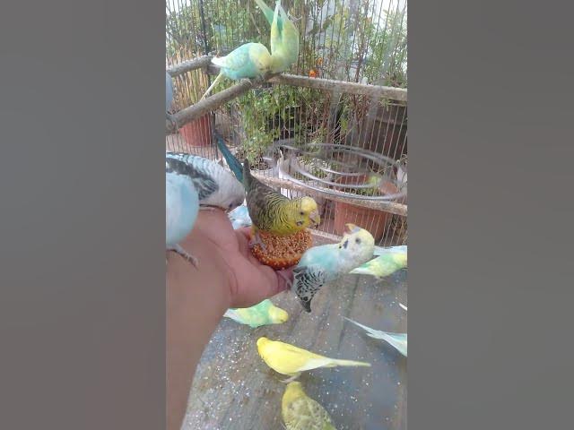 Video thumbnail for 🕊️ “Som dos periquitos por 10 segundos… Quer ouvir 2 horas inteiras Link na bio 💫”