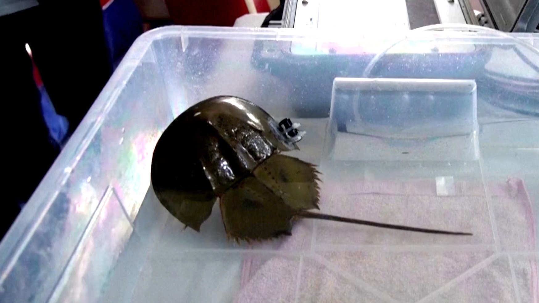 Video thumbnail for Inside Hong Kong's effort to attach trackers to horseshoe crabs