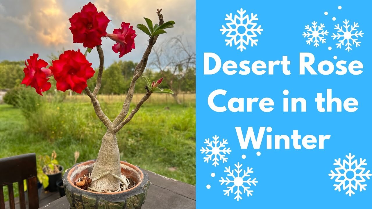 Video thumbnail for DESERT ROSE during Winter - How to Care for your Adenium while Inside in the Wintertime