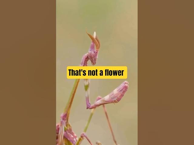 Video thumbnail for This Flower Is Actually a Predator #naturelovers #animals