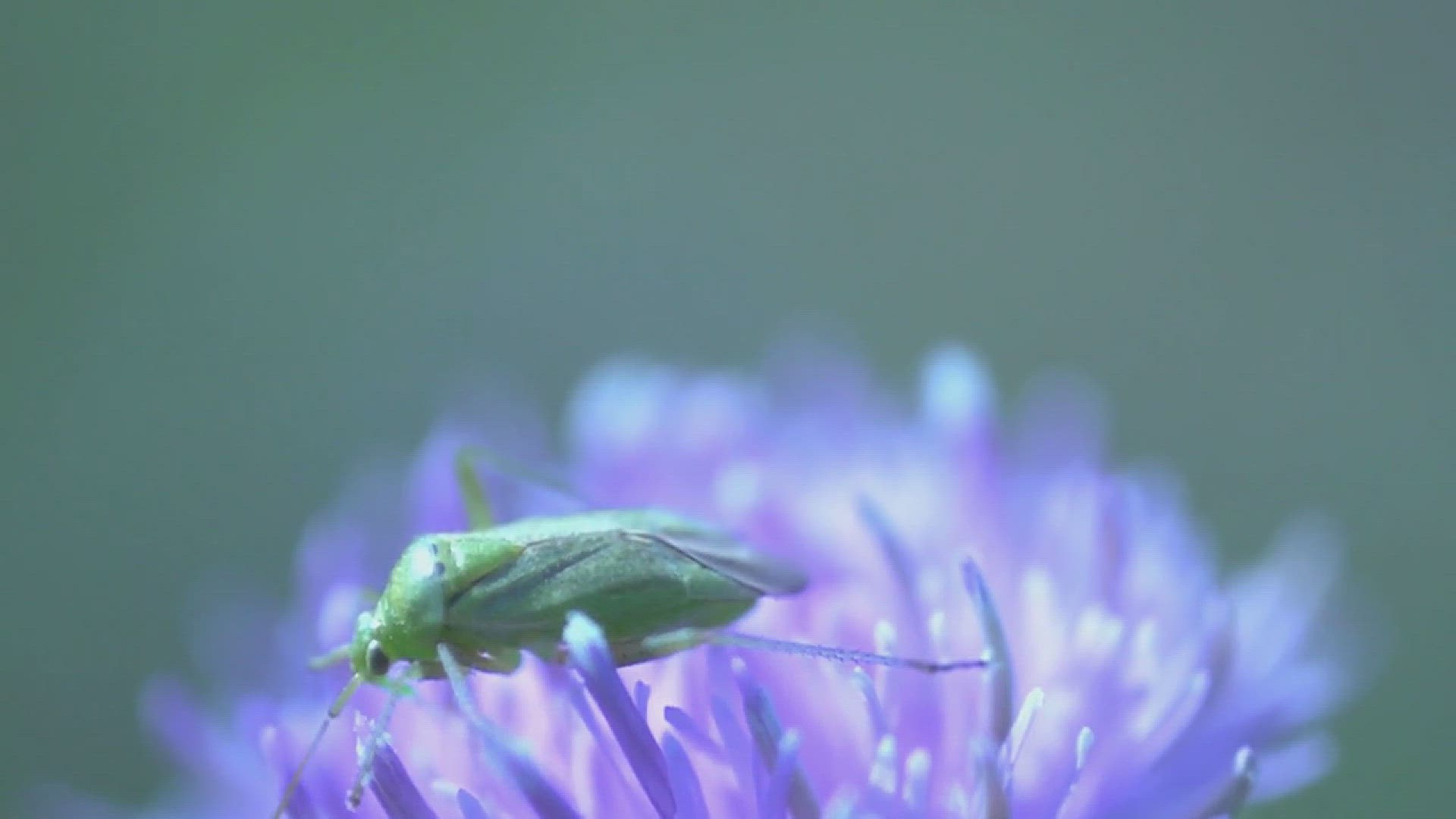 'Video thumbnail for How to Get Rid of Scale on Plants'