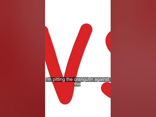 Video thumbnail for Orangutan vs. Chimpanzee | @patrickbell7035