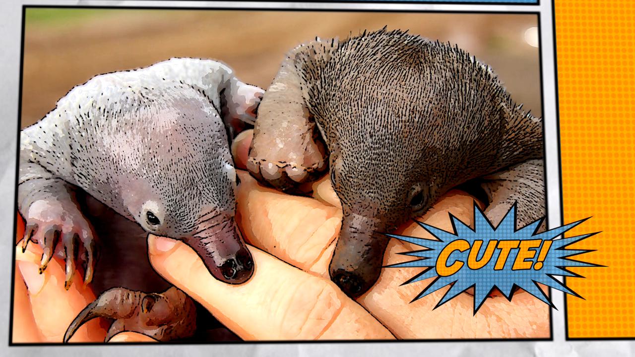 Video thumbnail for Super Animals -- Echidna