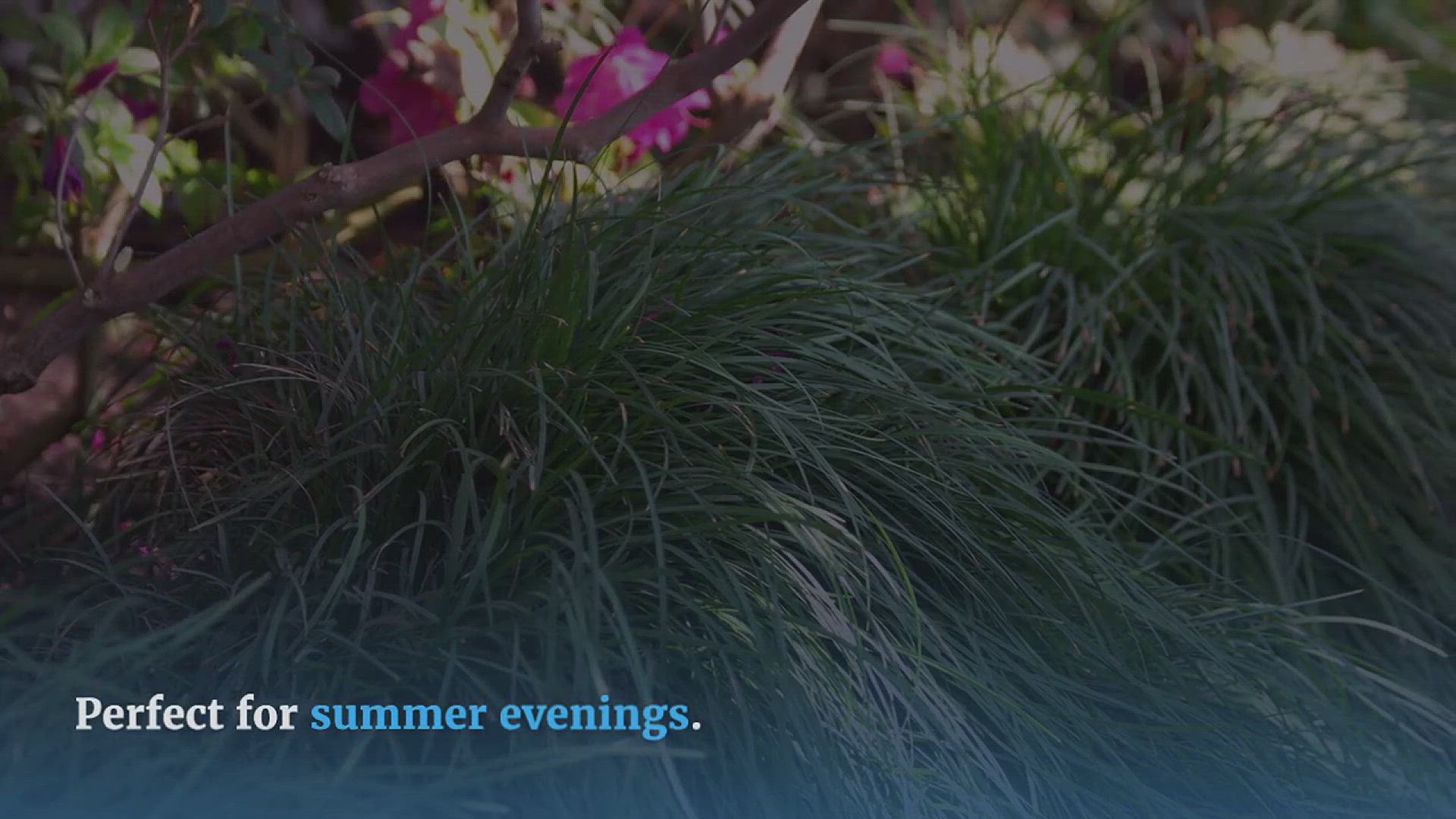 Video thumbnail for Fragrant Lemongrass Rice Recipe