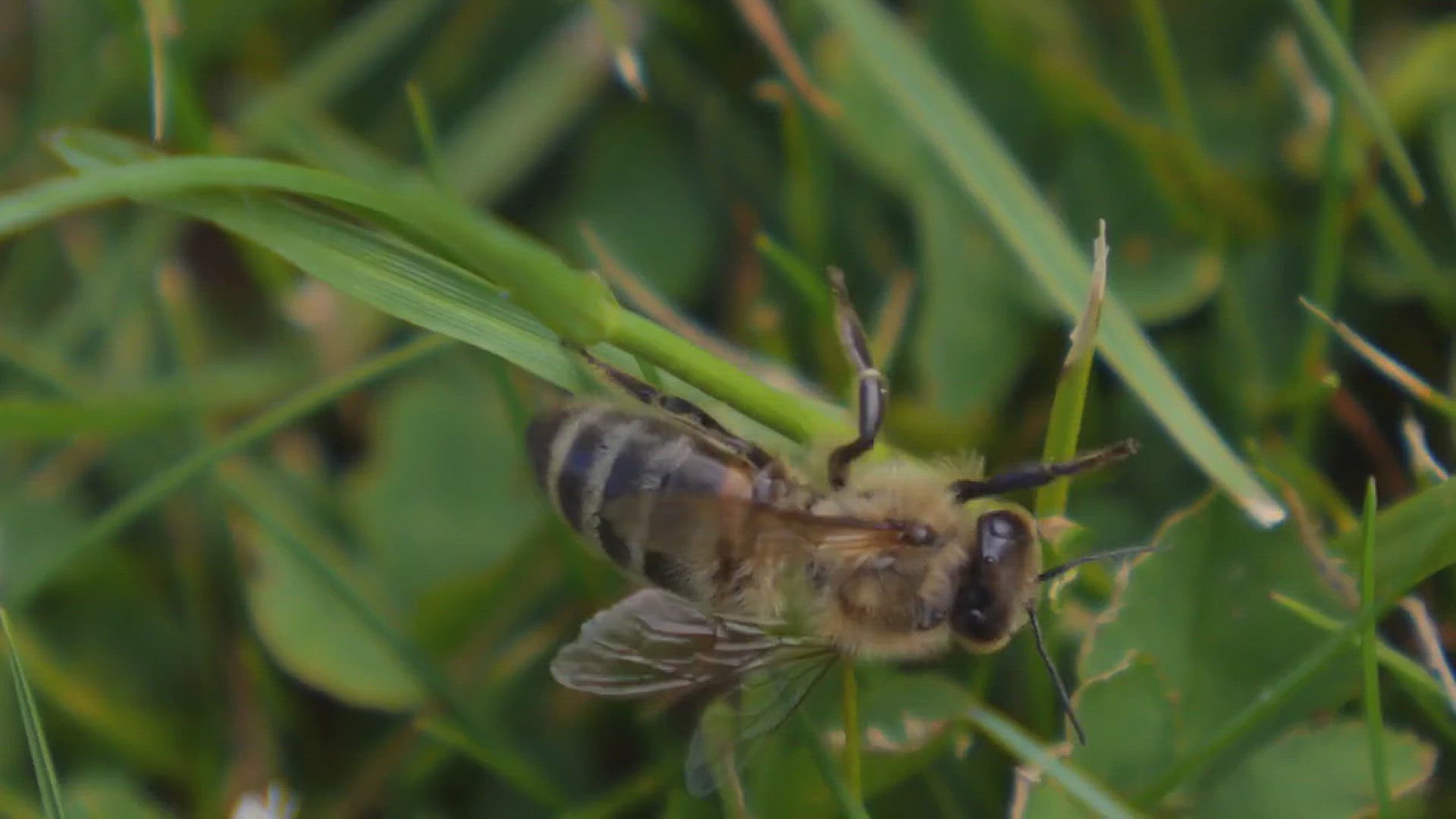 'Video thumbnail for Types of Bees'