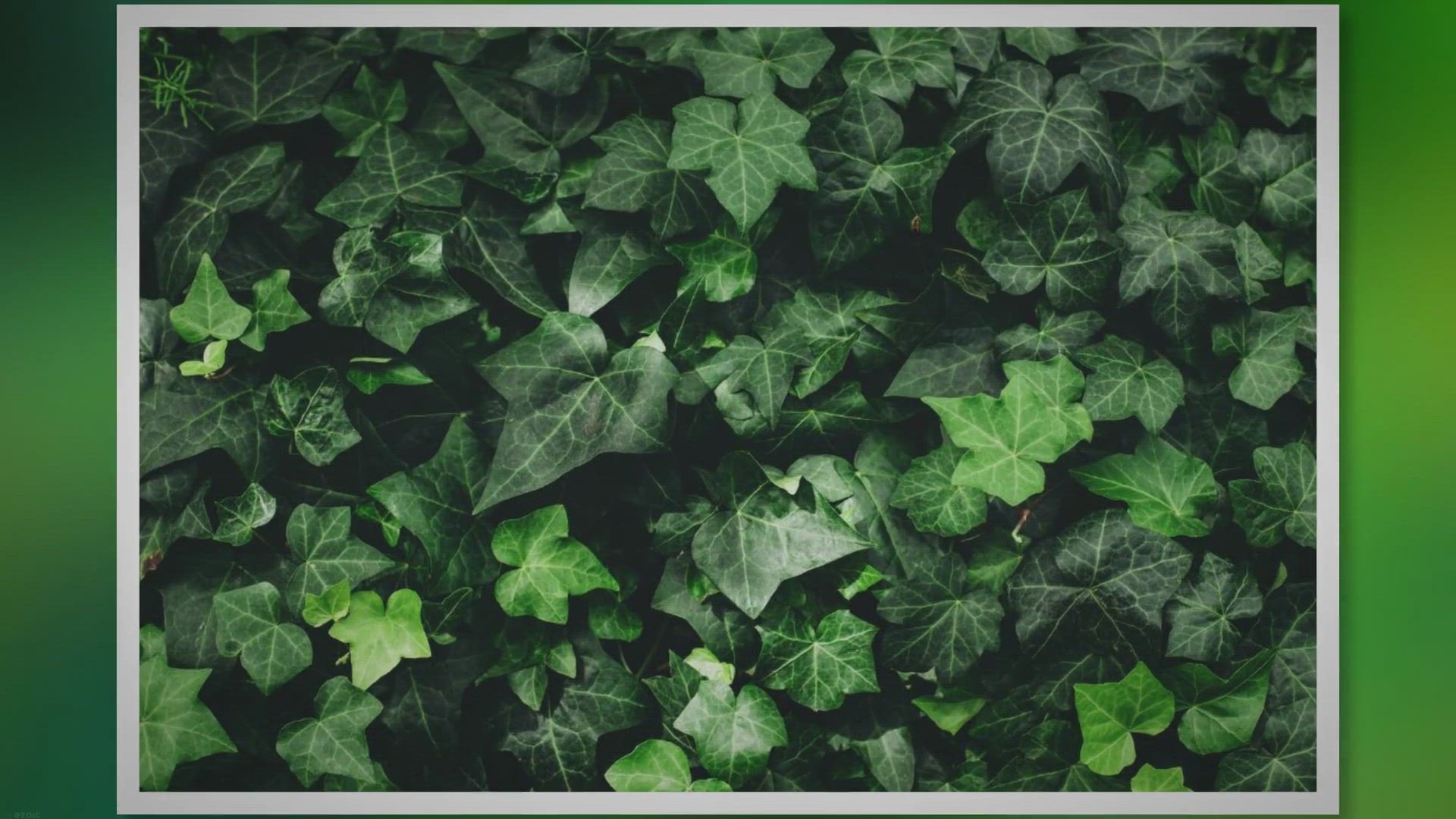 'Video thumbnail for English Ivy Care Essentials: Boost Your Plant’s Health'