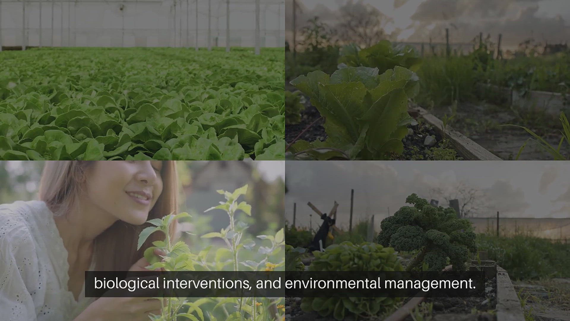 Video thumbnail for Boosting Plant Immunity Against Diseases