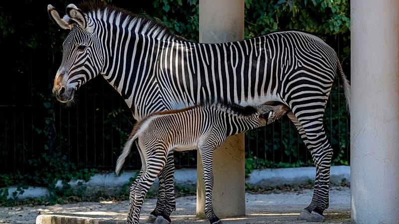 Video thumbnail for US zoo welcomes rare mountain zebras for the first time