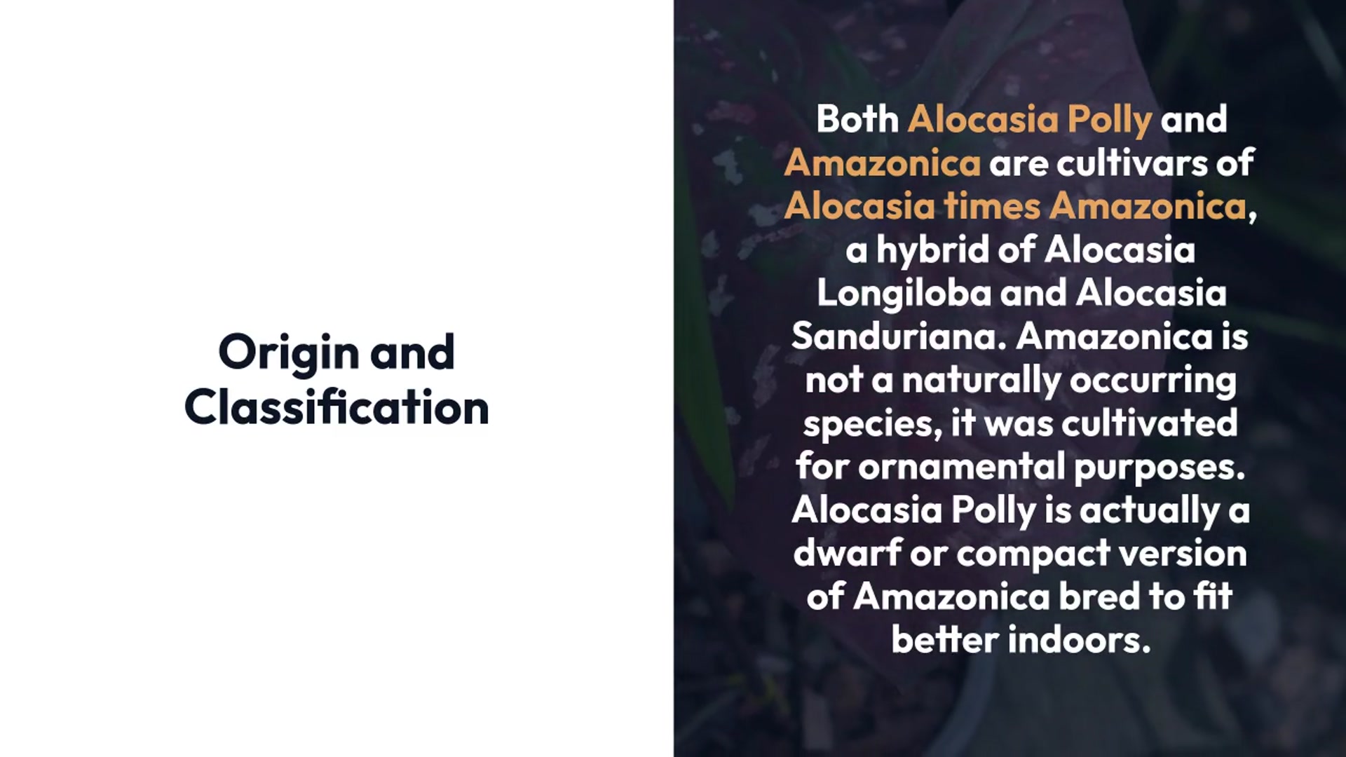 Video thumbnail for Alocasia Polly Vs Amazonica