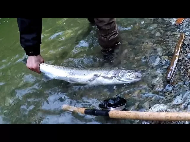 Video thumbnail for Riley Winter Steelhead - Capilano River - April 2, 2018
