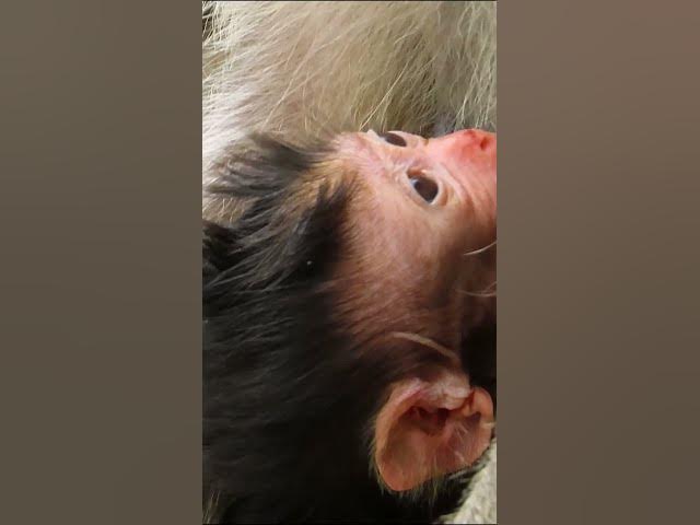 Video thumbnail for baby just born#monkeysr  #babymonkey