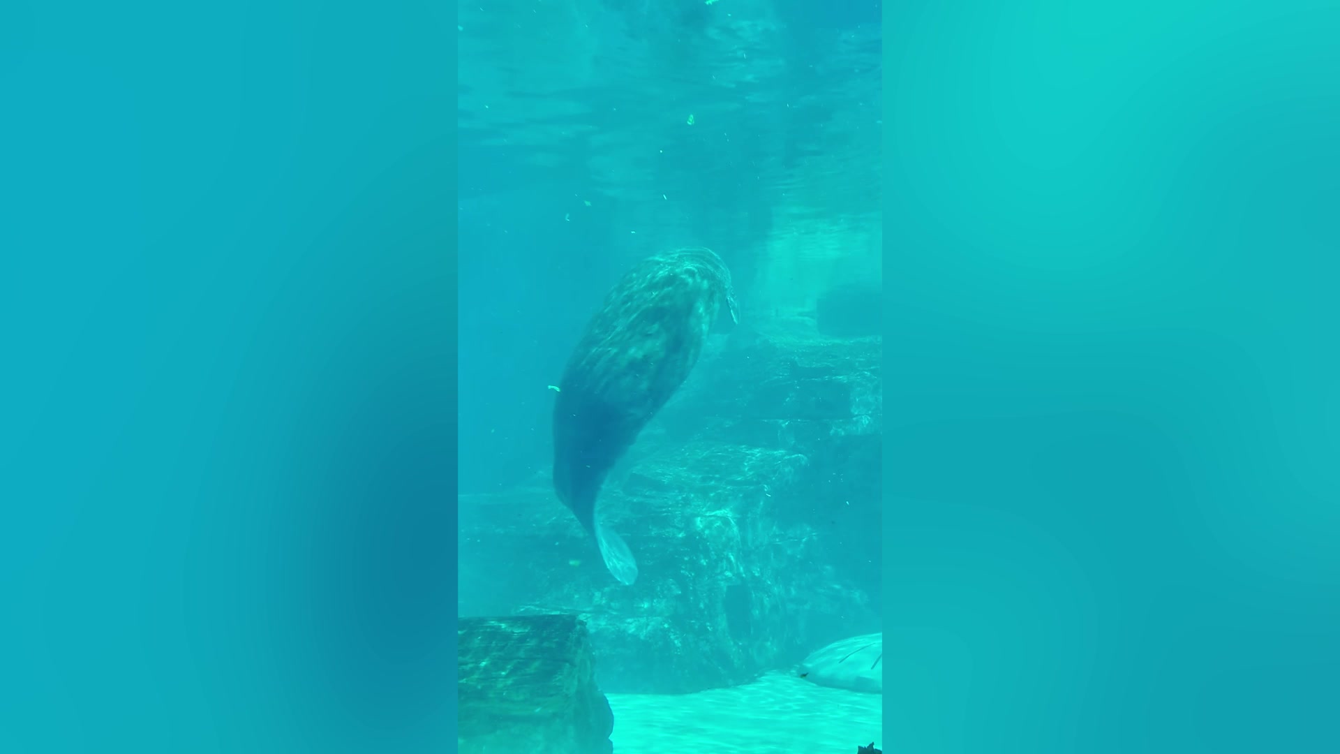 Video thumbnail for Oldest Manatee