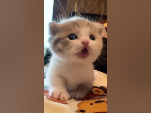 Video thumbnail for Cute cat