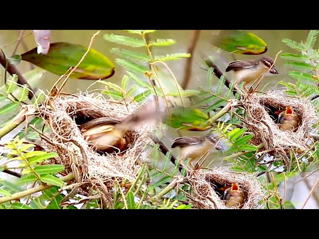 The cuckoo sparrow baby crie eat food now, on nest