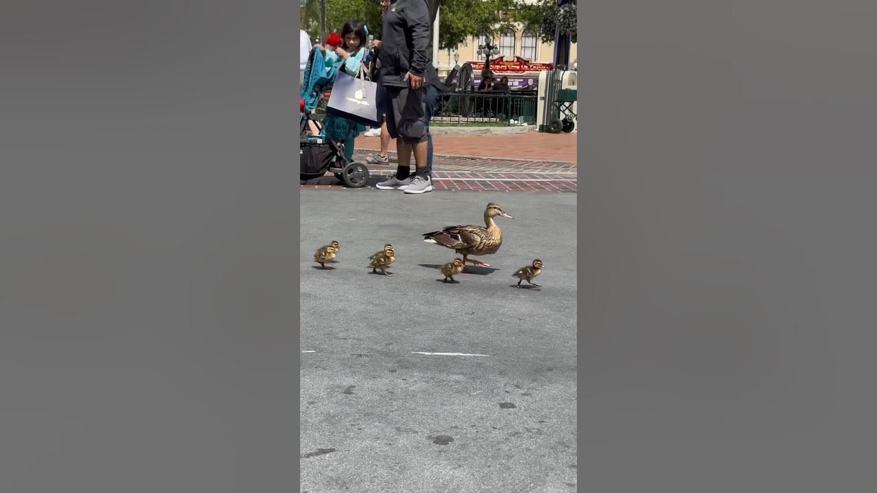'Video thumbnail for We love #MagicHappens at #Disneyland but we LOVE the ducks even more! How about you?'