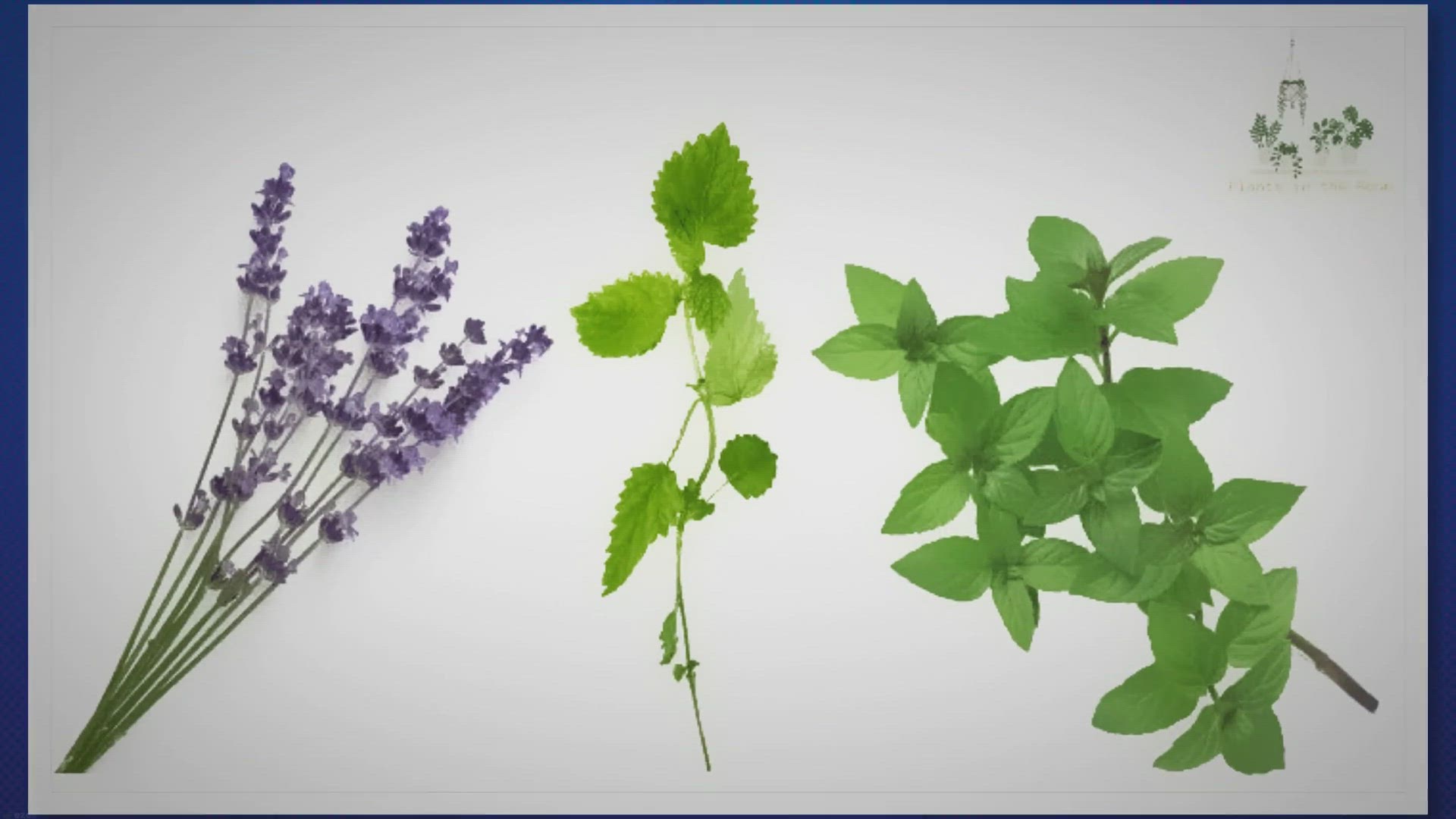 'Video thumbnail for Increase Your Energy Levels with These Indoor Plants'