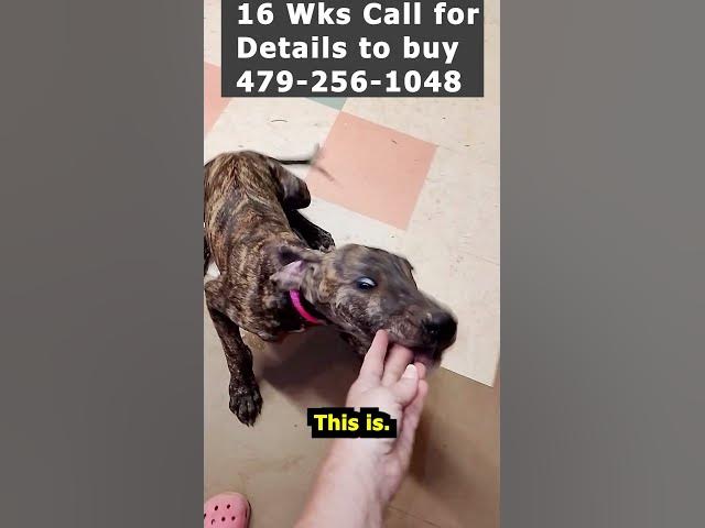 Video thumbnail for Pink Collar Brindle Girl Great Dane 09 04 26 #Shorts