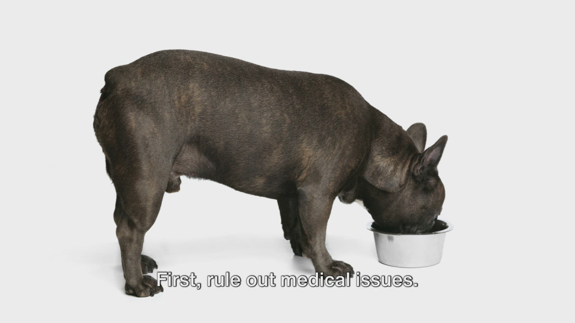 Video thumbnail for How to Fatten Up My French Bulldog