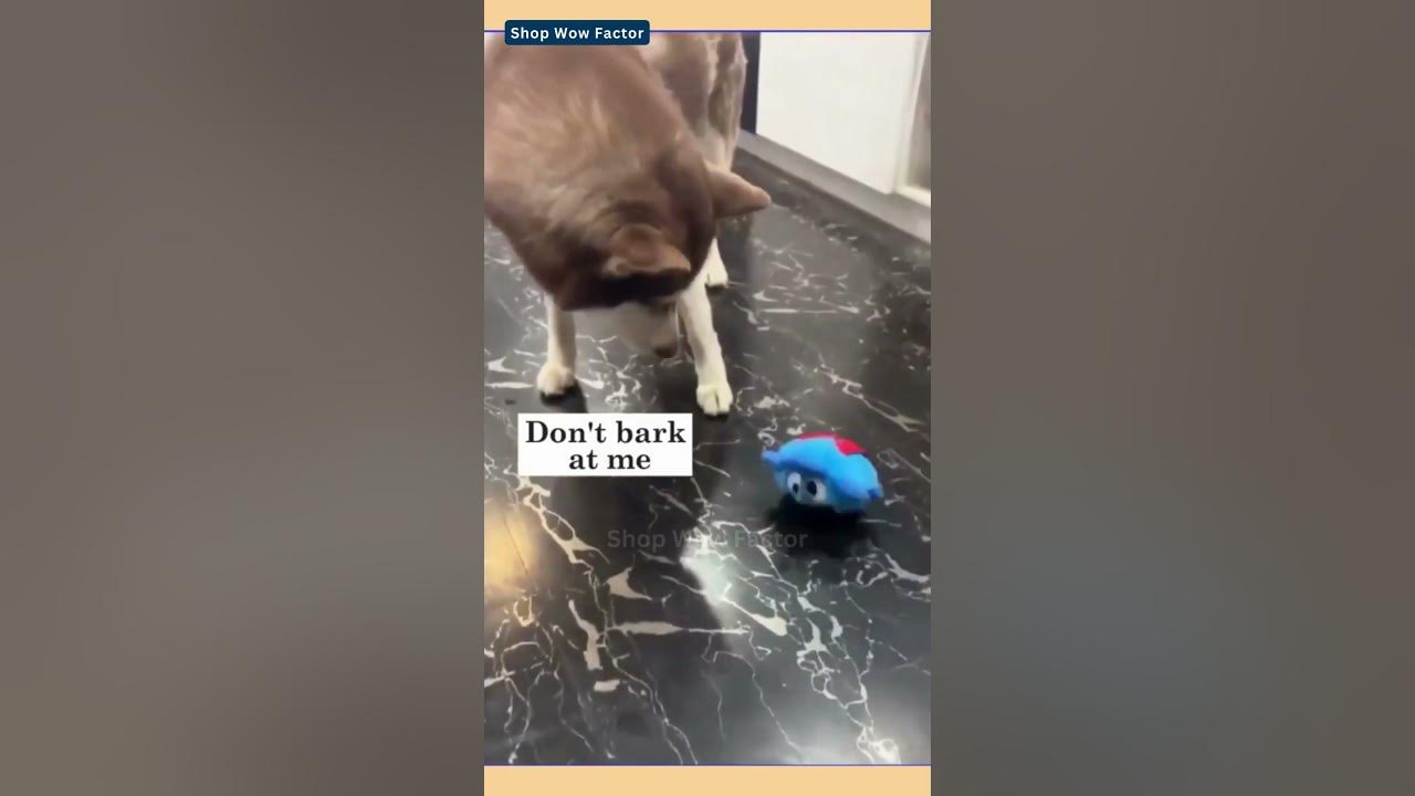 Video thumbnail for Engage in Fun: Interactive Monster Plush Giggle Ball Dog Toy | Link is in Description | #cat #fun