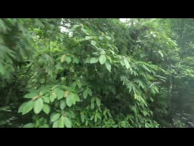 Video thumbnail for রাজকান্দি ফরেস্টের কুয়াশাচ্ছন্ন সকাল