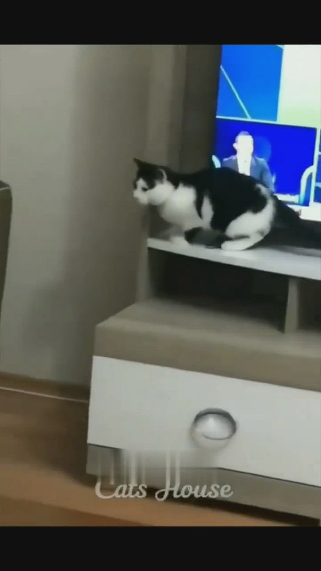'Video thumbnail for Kompilasi Kucing Lucu ‼️ Ngakak Parah'