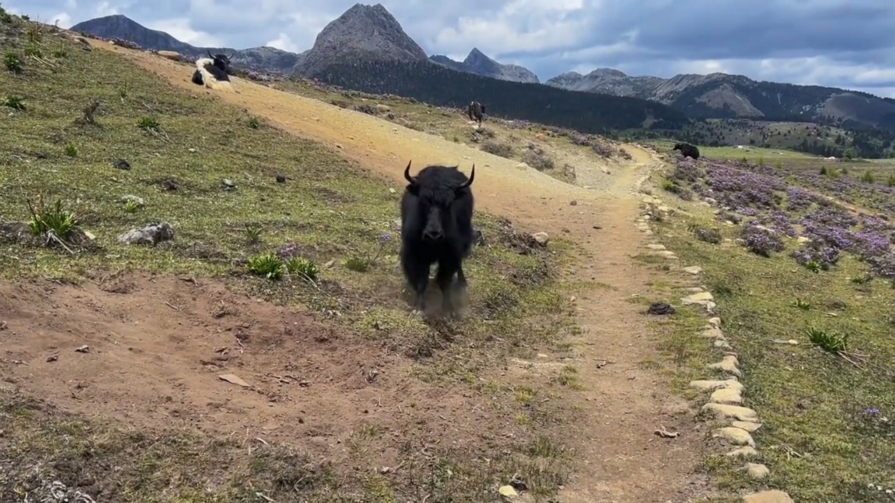 Video thumbnail for Yak Charges Visitor in Yunnan Mountains!