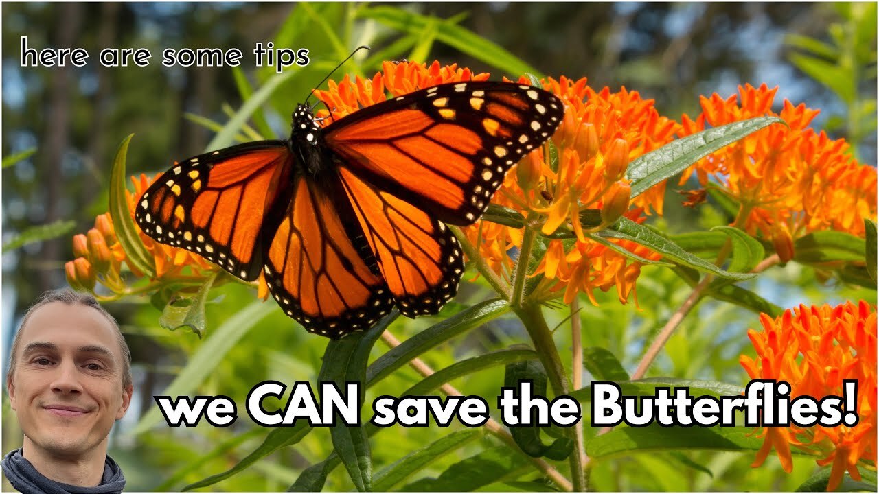 Video thumbnail for Butterfly Populations are Declining - Here's How to Help - Grow Native Plants for Pollinators