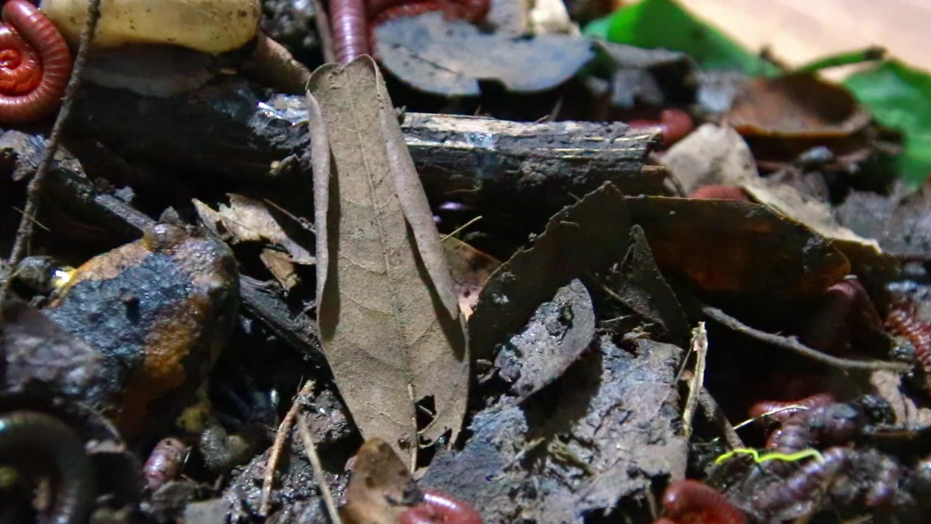 Video thumbnail for Venomous Centipede a lot in mudy soil