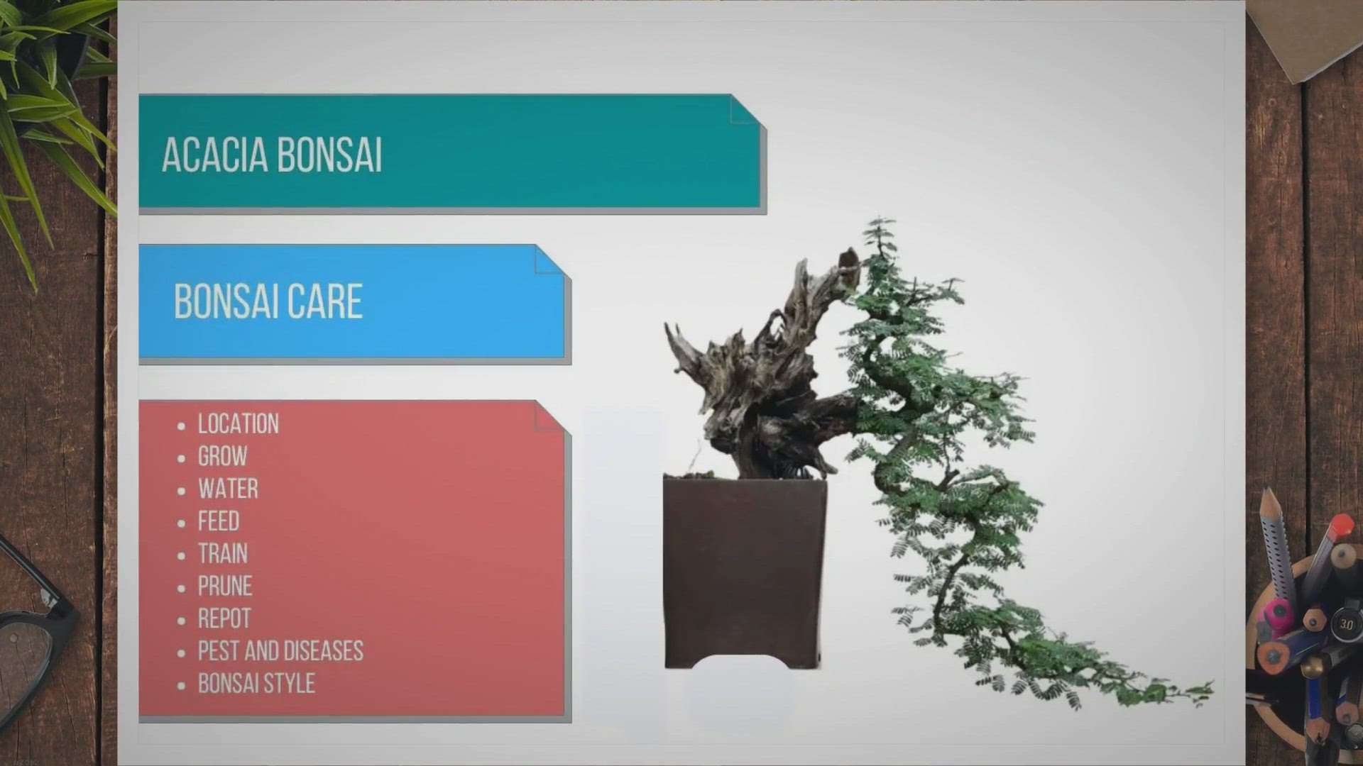 Video thumbnail for Acacia bonsai care