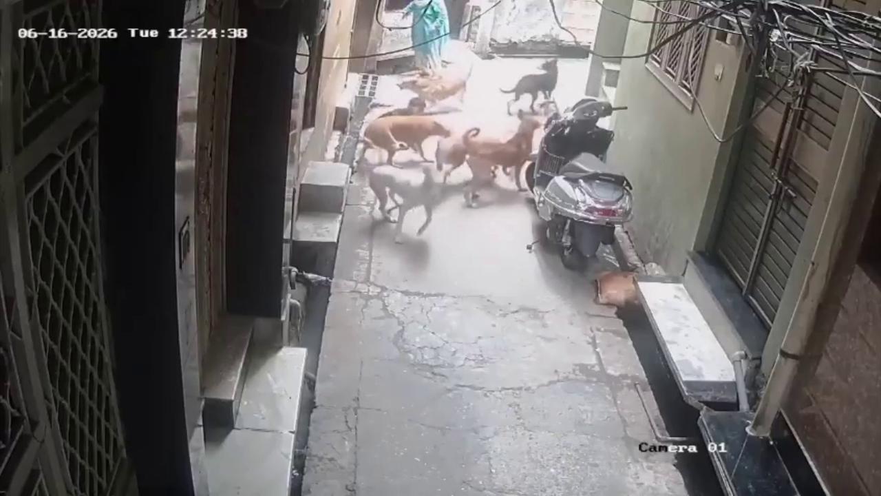 Video thumbnail for India: Pack of stray dogs mauls 5-year-old child, residents demand urgent municipal intervention.