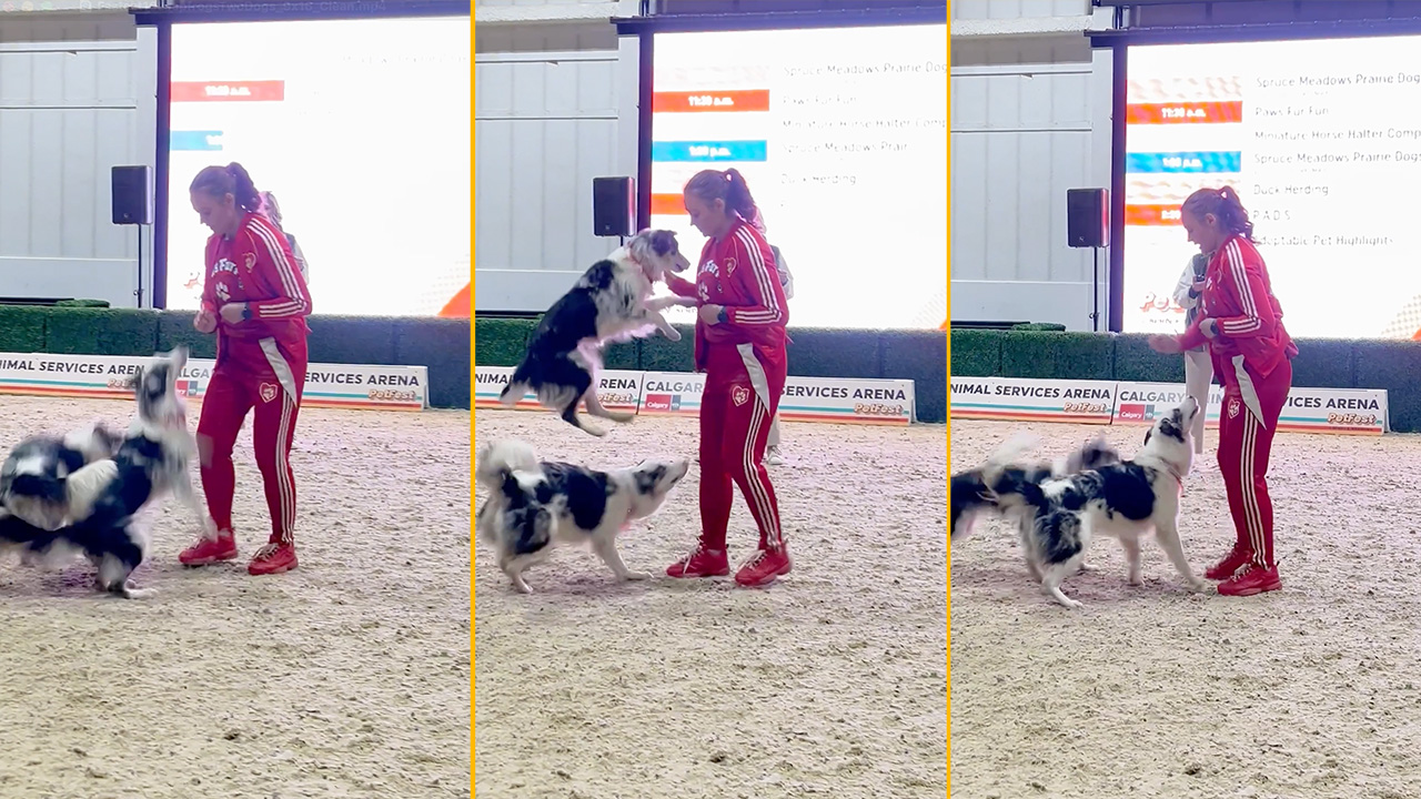 Video thumbnail for Fastest time to complete 10 side leapfrog jumps by two dogs - 8.22 seconds by Jennifer Fraser with Kiwi and Chardonnay