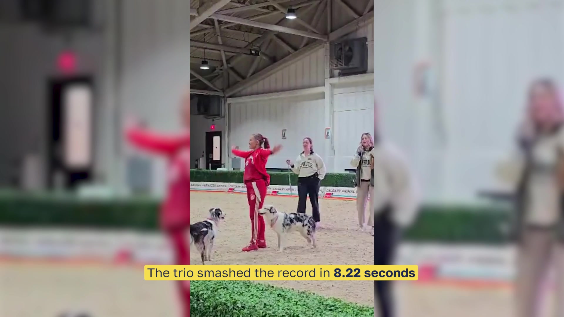 Video thumbnail for Fastest time to complete 10 side leapfrog jumps by two dogs - 8.22 seconds by Jennifer Fraser with Kiwi and Chardonnay