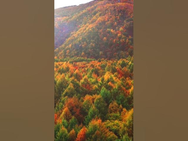 Video thumbnail for Baarish #youtubeshorts #baarish #yaariyan