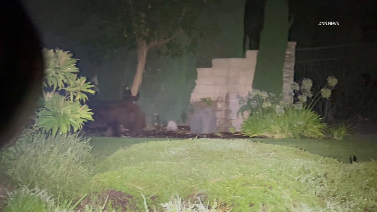 Video thumbnail for US, Los Angeles: Claremont Mama Bear and Two Baby Cubs Looking For Food.