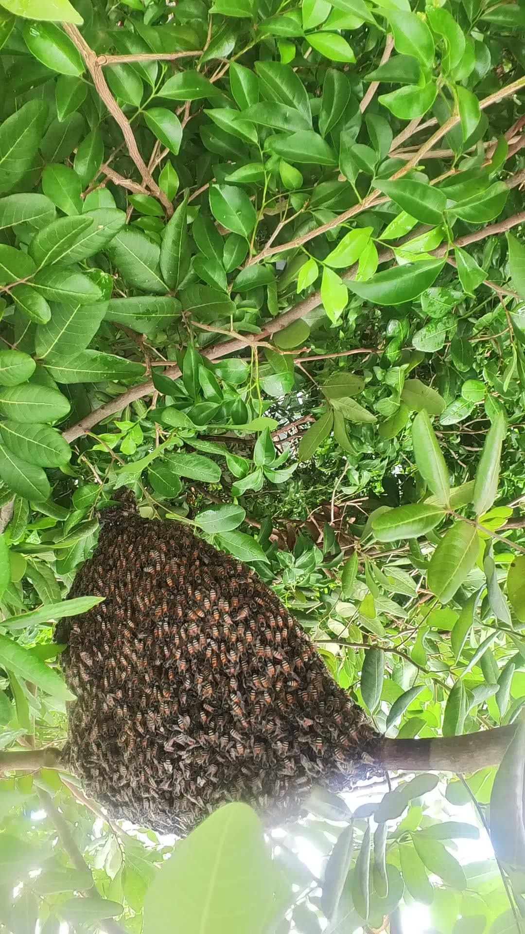 Video thumbnail for Gain Wild bee